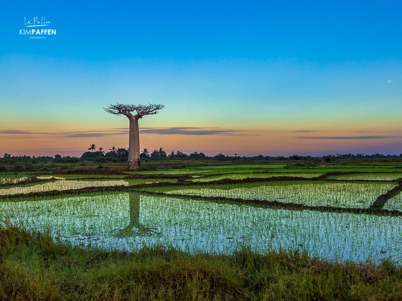 Baobab Reflection in the rice fields of Morondava in Madagascar