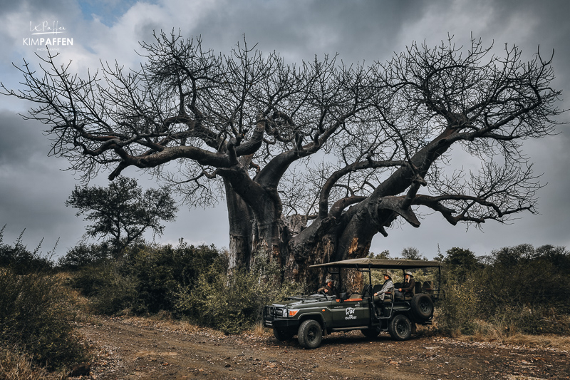 Baobab in Kruger National Park Limpopo