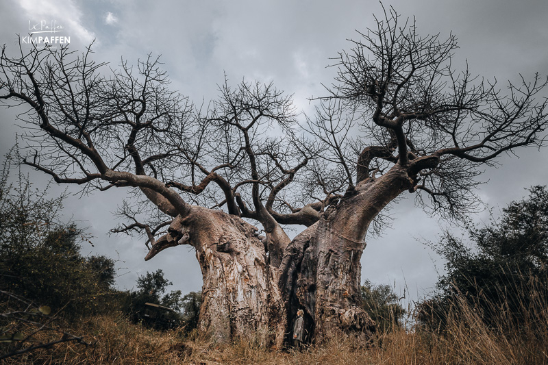 Baobab Trees in Limpopo Province South Africa