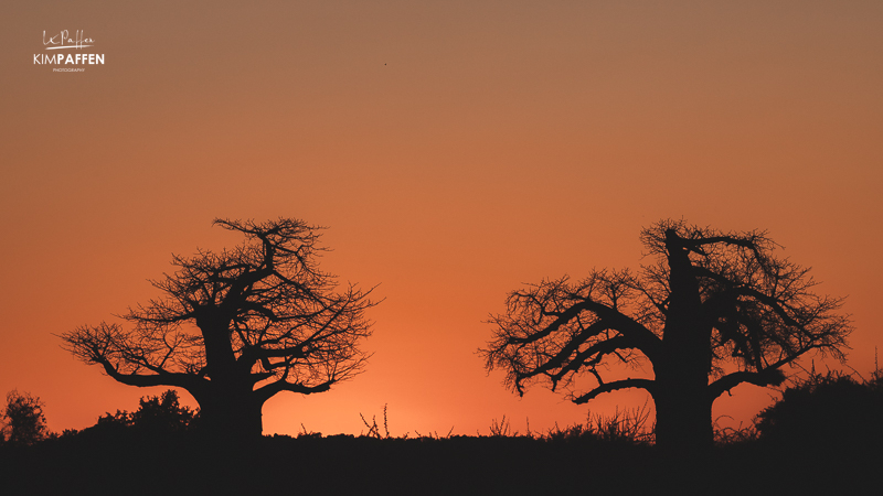 Baobabs of Limpopo in Pafuri Kruger National Park