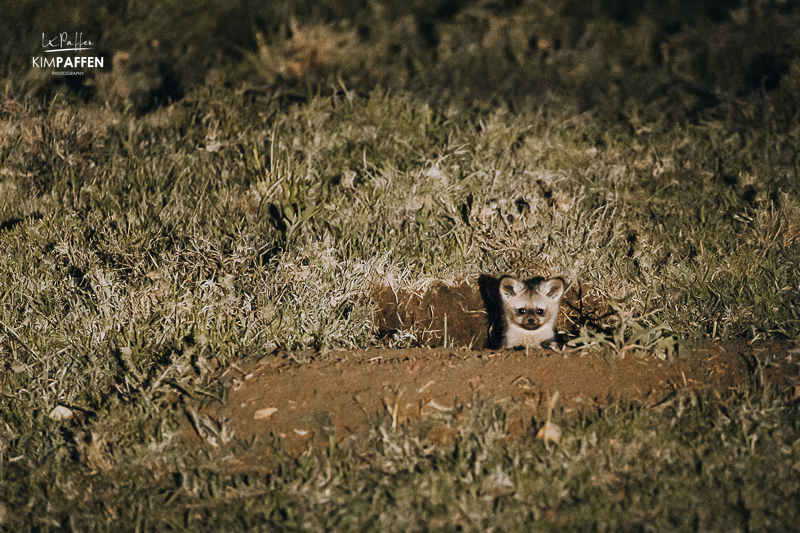 Bat-Eared Fox on safari guide course with EcoTraining