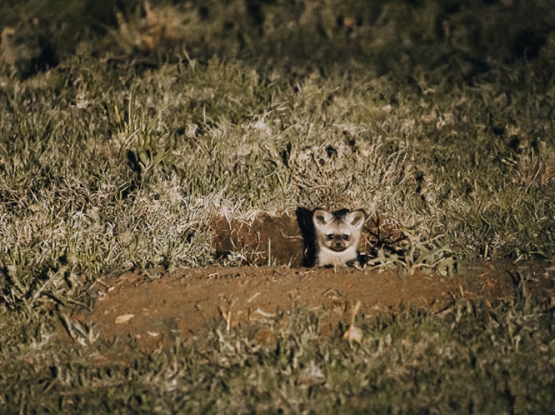 Bat-Eared Fox on safari guide course with EcoTraining