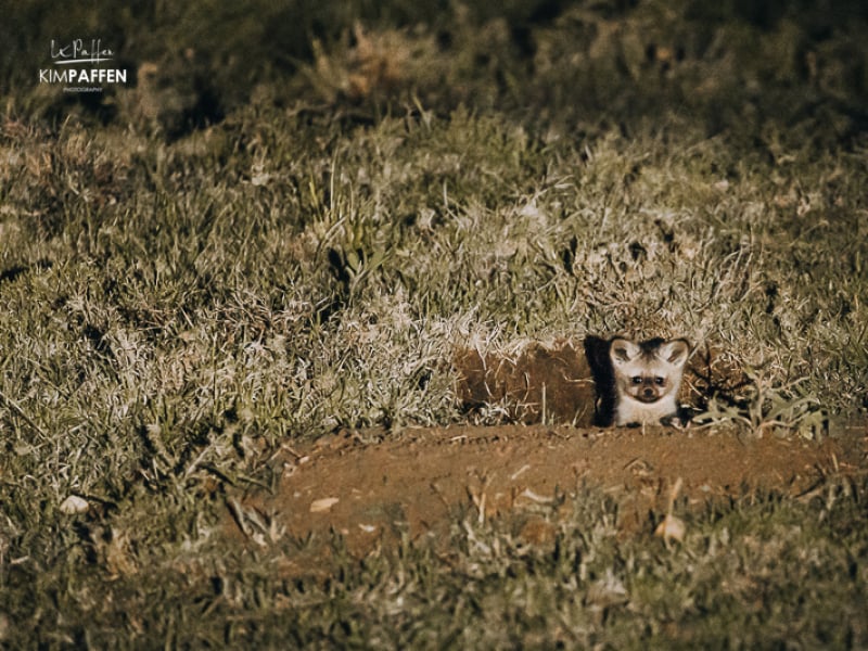 Bat-Eared Fox on safari guide course with EcoTraining