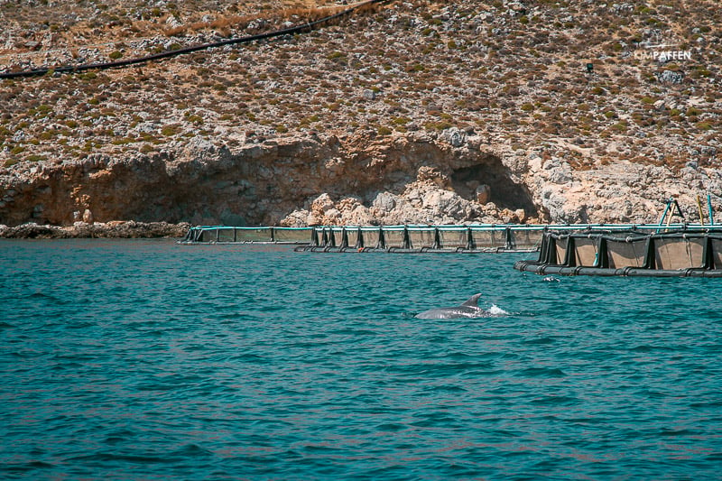 Seeing dolphins on a boat trip in Kos