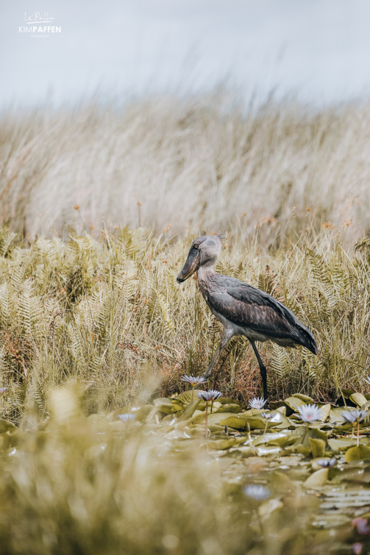 Best place to find the Shoebill Stork in Uganda