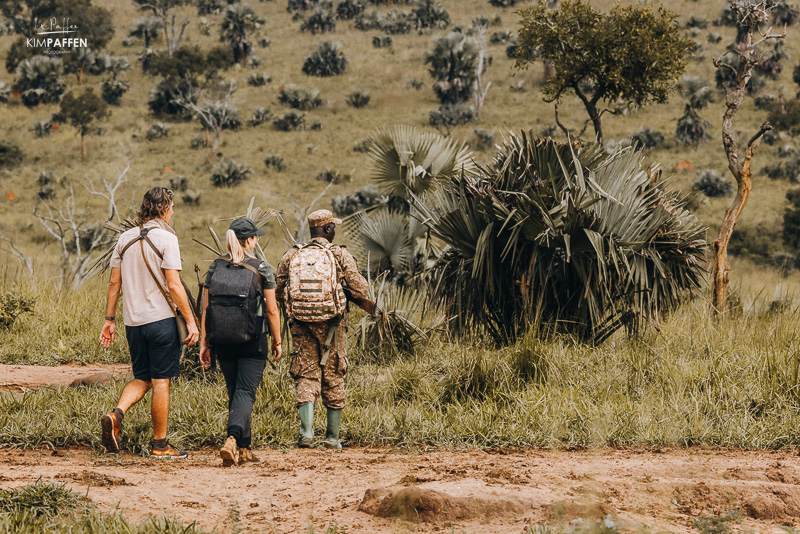 Best time for Uganda Walking Safari