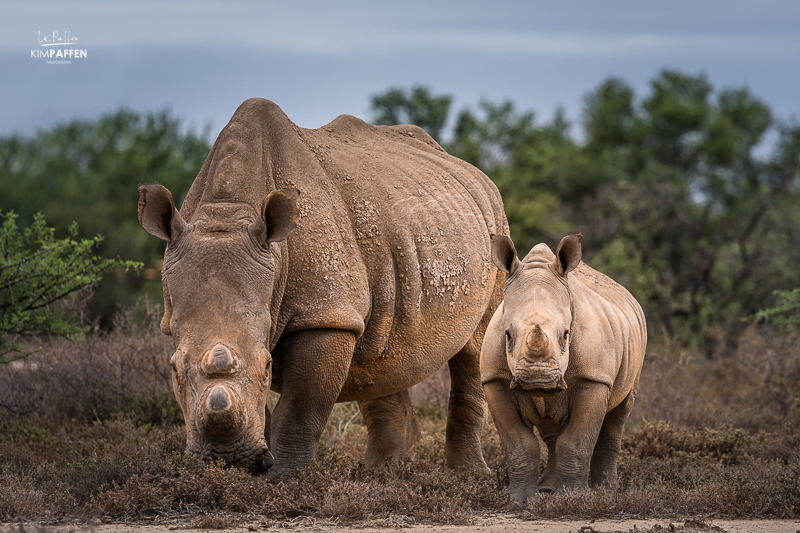 spot the big five on safari in south africa