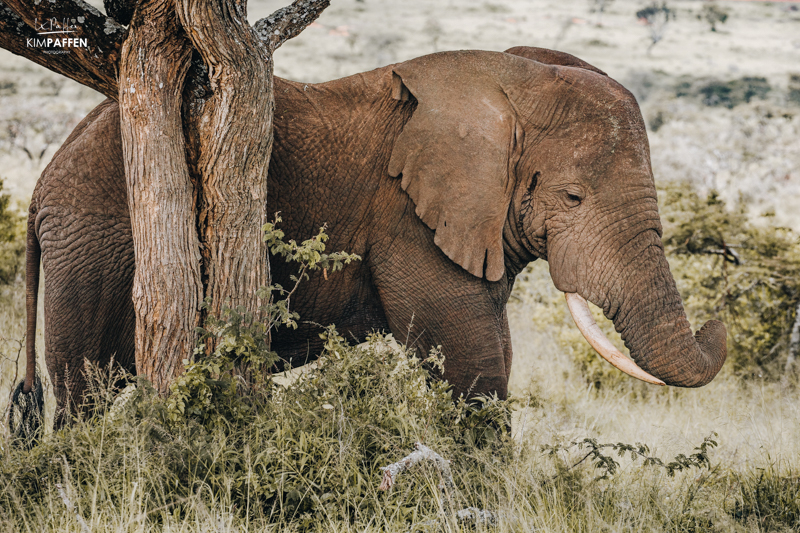 Big Five Safari Akagera National Park Rwanda