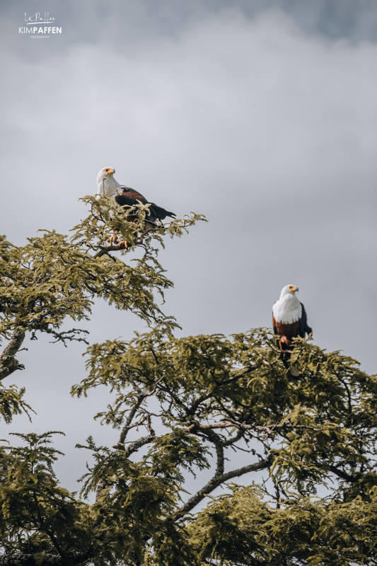 fish eagles Akagera National Park
