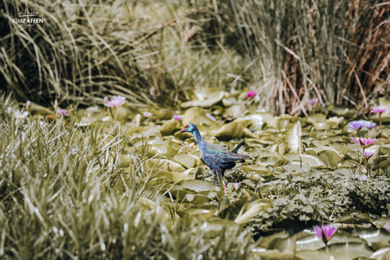 Birdlife Mabamba Swamp Lake Victoria