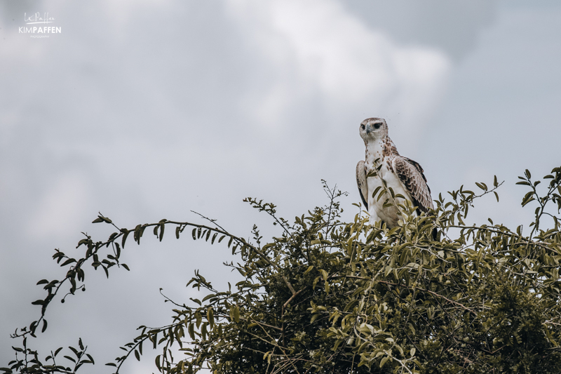 Birds of Prey in Akagera National Park