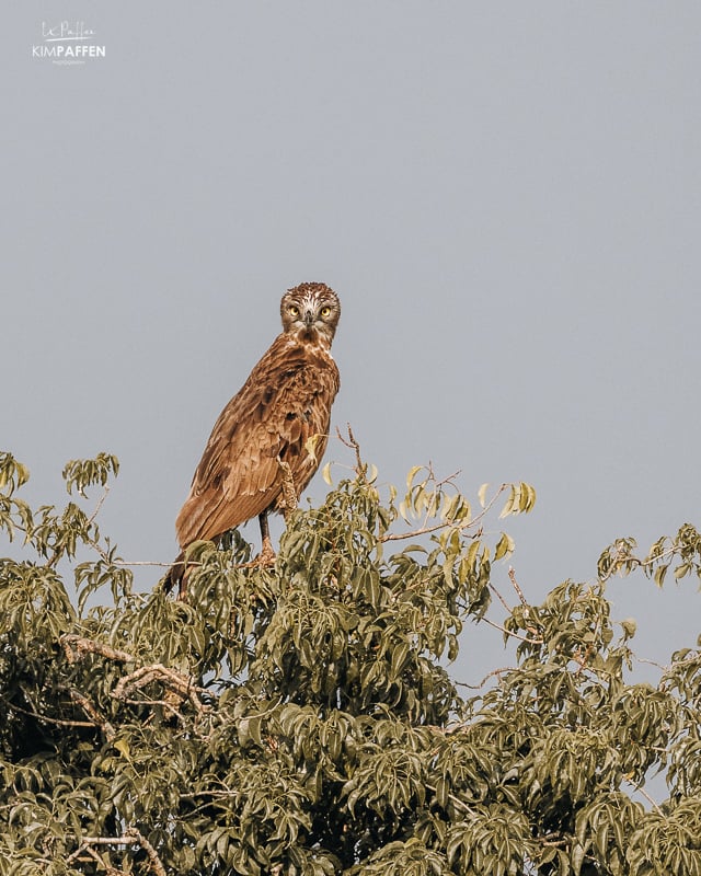 Murchison Falls is a birders paradise