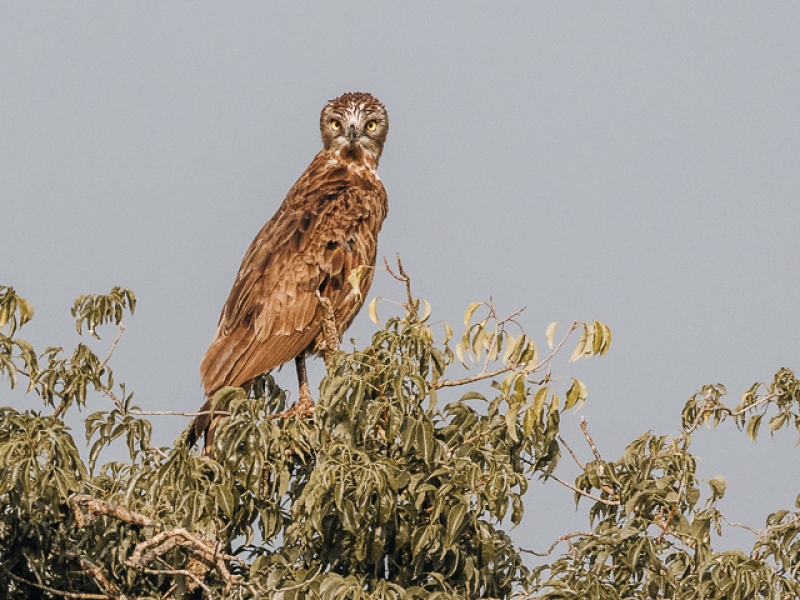 Murchison Falls is a birders paradise