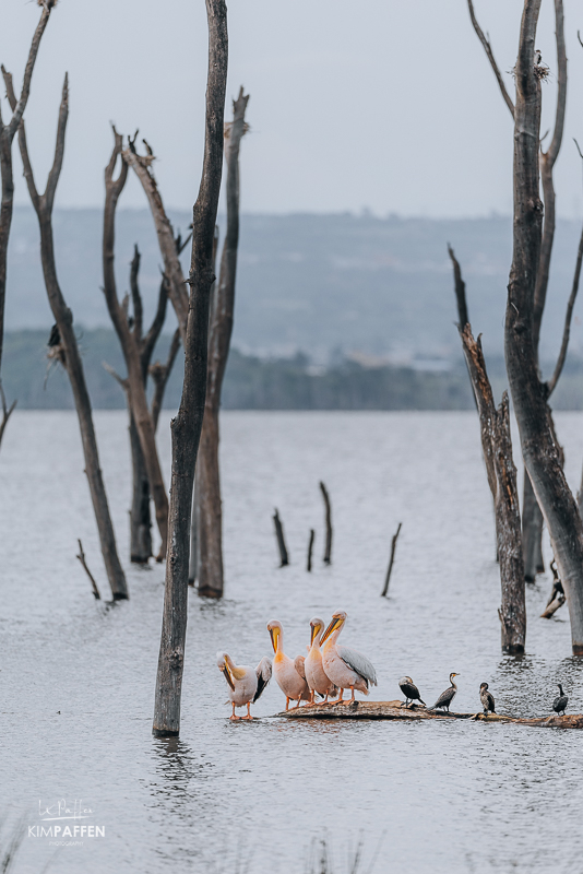 Pelicans in the water on safari in Lake Nakuru National Park Kenya with death trees in the background
