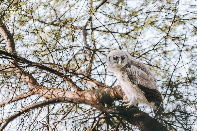 Verreayx's Eagle Owl Lake Victoria Tanzania