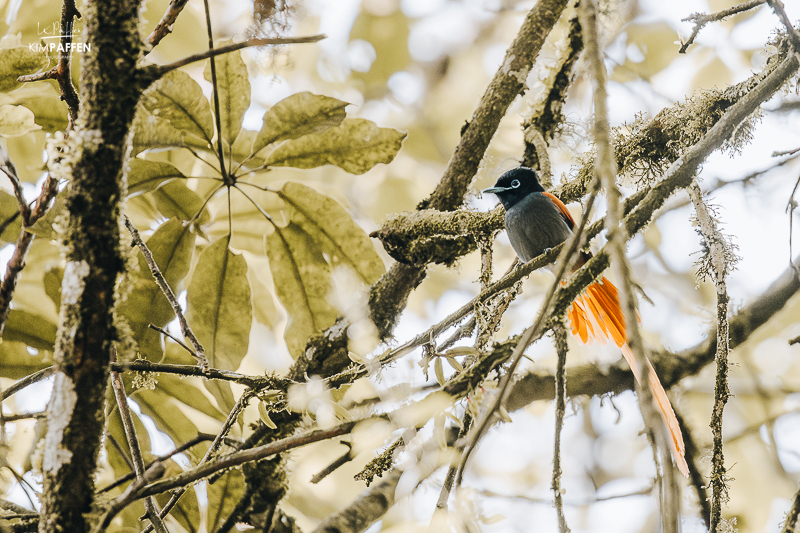 Birdwatching Nkuringo sector Bwindi National Park