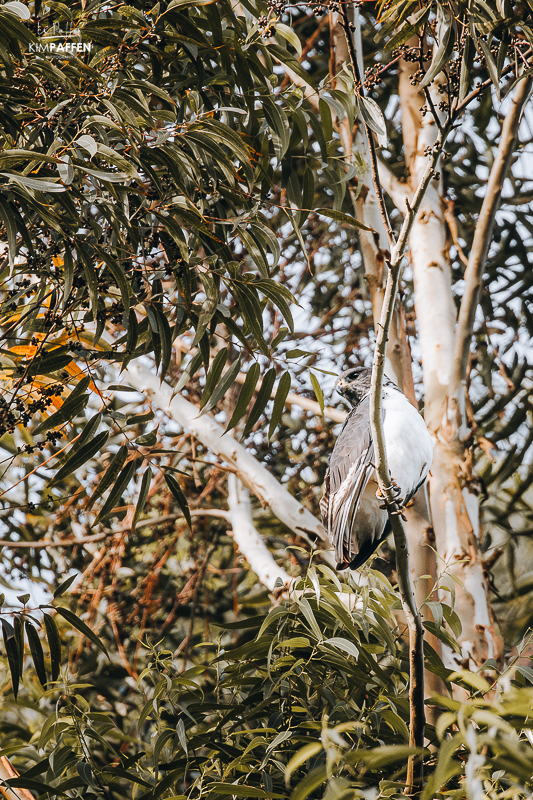 Birdwatching Nkuringo Sector