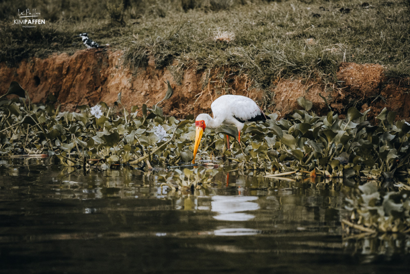 Queen Elizabeth National is a birdwatchers paradise