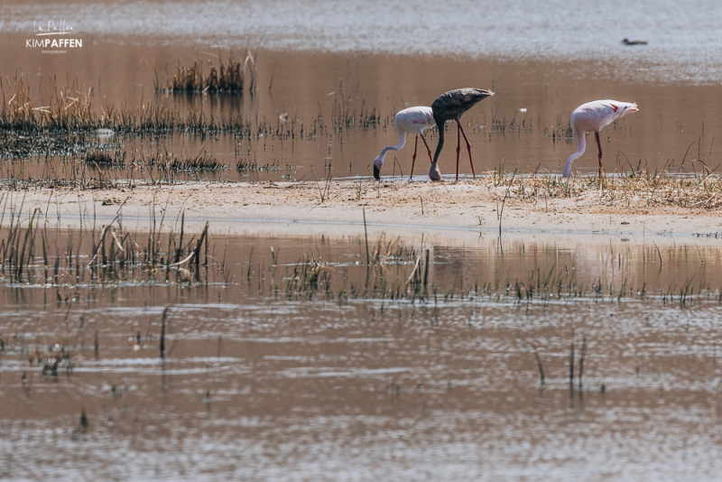 Black Flamingo discovered in Chrissiesmeer South Africa