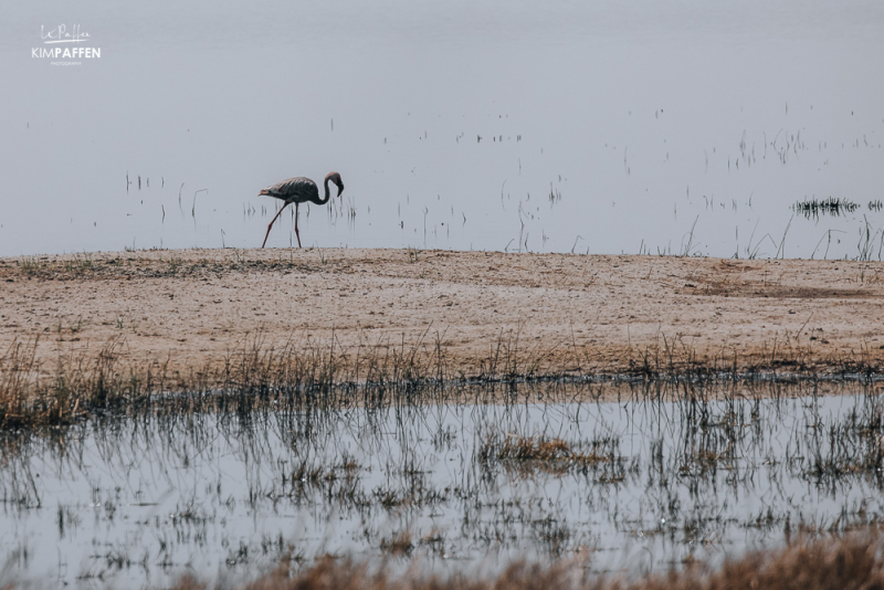 Lone Melanistic Flamingo South Africa