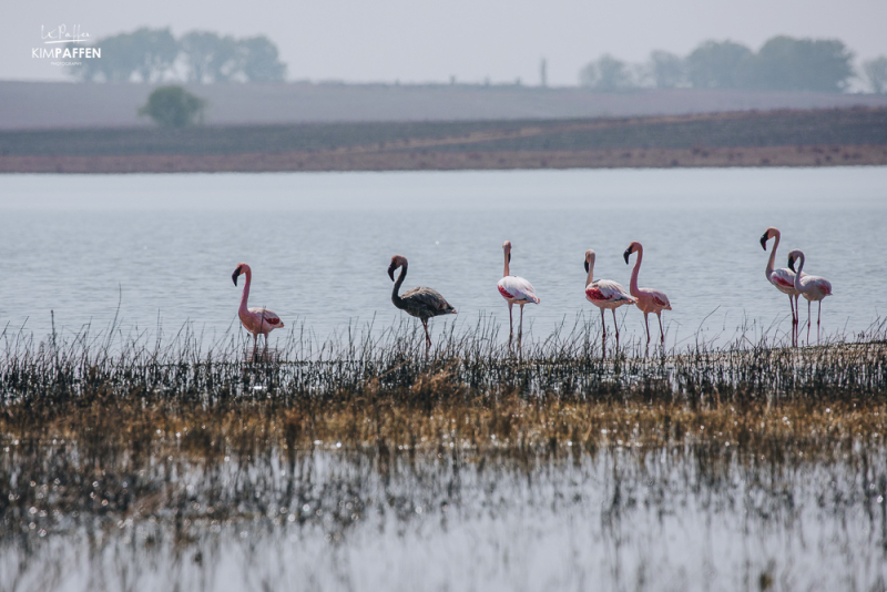 Black Lesser Flamingo Chrissie Pans South Africa