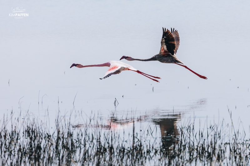 Black Lesser Flamingo Lake Chrissie South Africa