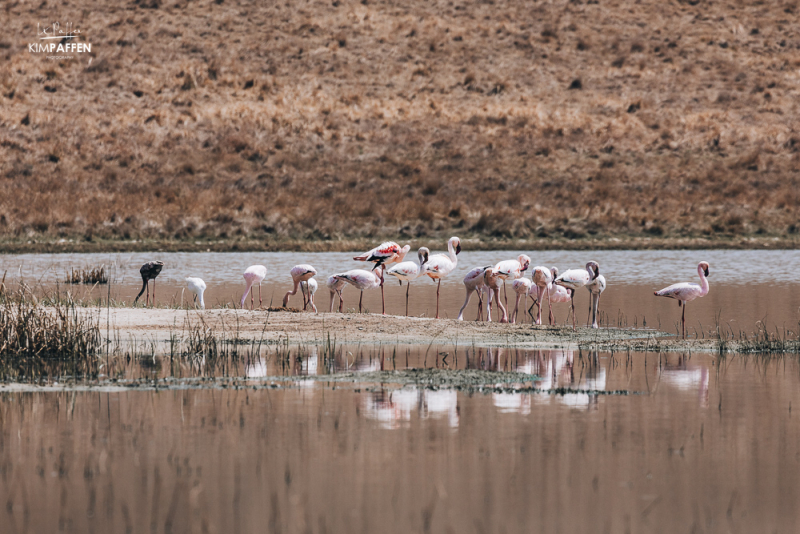 Black Lesser Flamingo Lake Chrissie South Africa