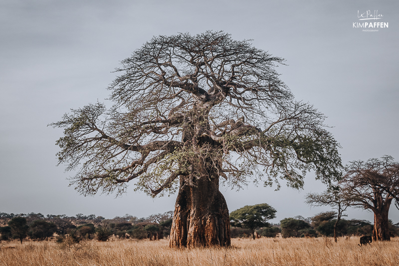 Baobabs in Tarangire National Park Tanzania