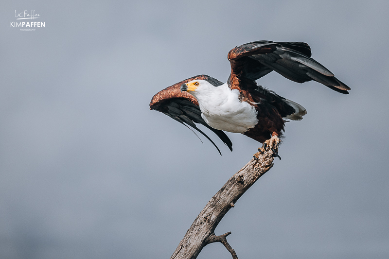 Fish eagle lake naivasha boat tour