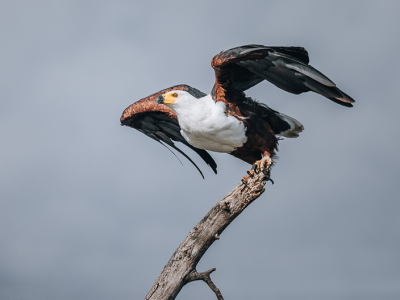 Fish eagle lake naivasha boat tour