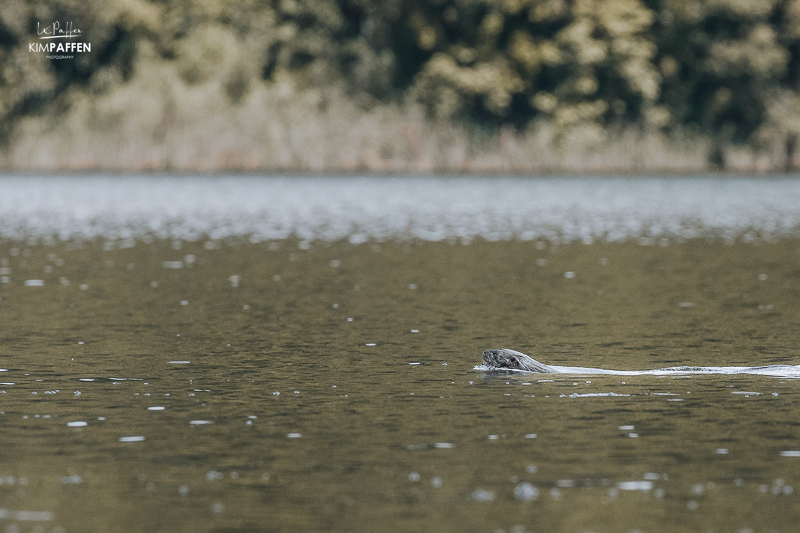 Otter on canoe trip lake Mutanda Uganda