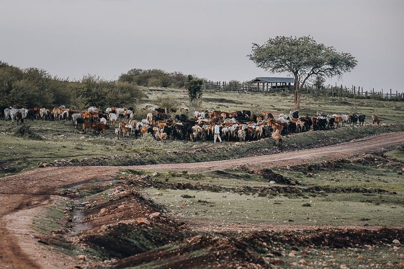 Boma used to protect livestock like cattle