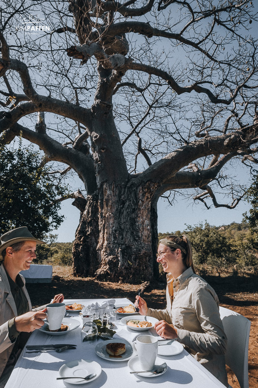 Baobabs in Pafuri