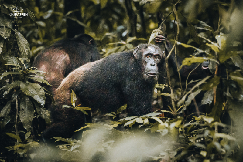 Chimpanzee Tracking Budongo Forest Uganda