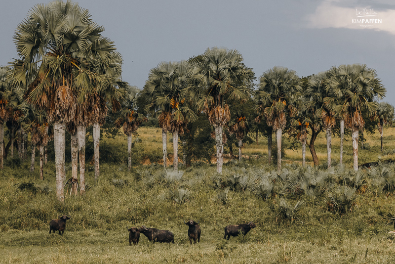 Buffalo walking safari Murchison Falls uganda