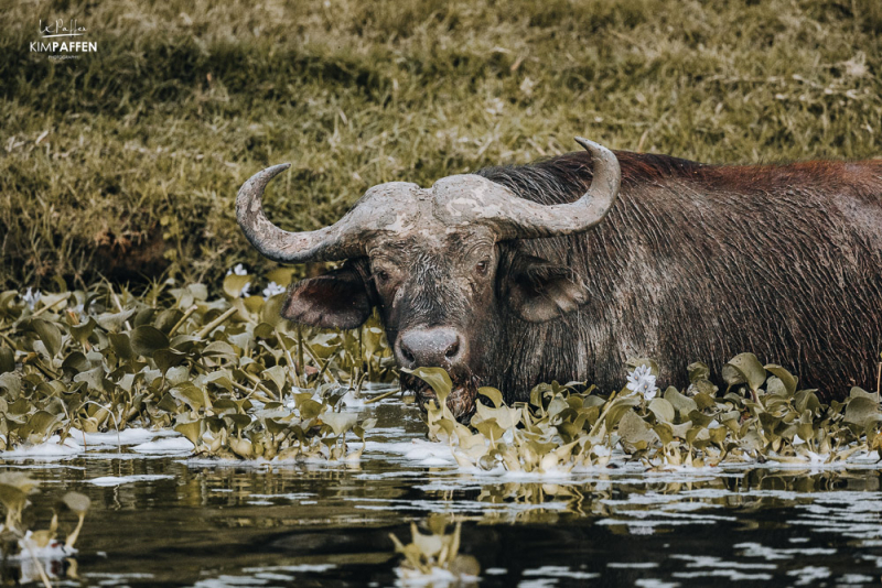 Find 4 of the Big Five in Queen Elizabeth NP including the Buffalo