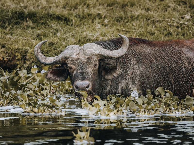 Find 4 of the Big Five in Queen Elizabeth NP including the Buffalo