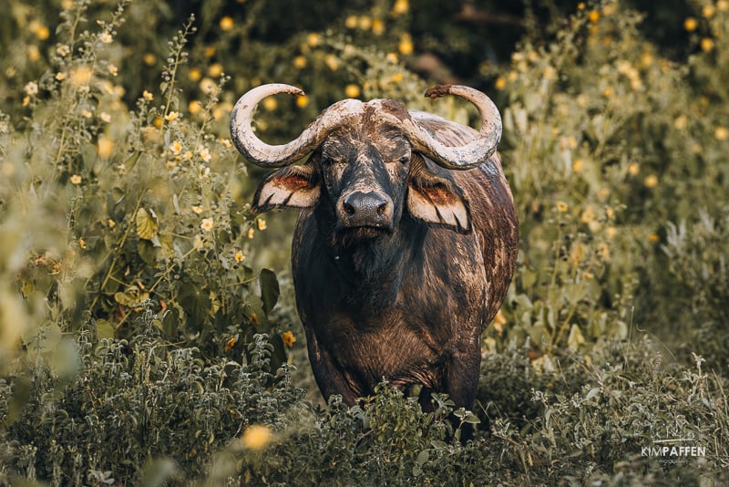 Buffalo Tsavo West Kenya