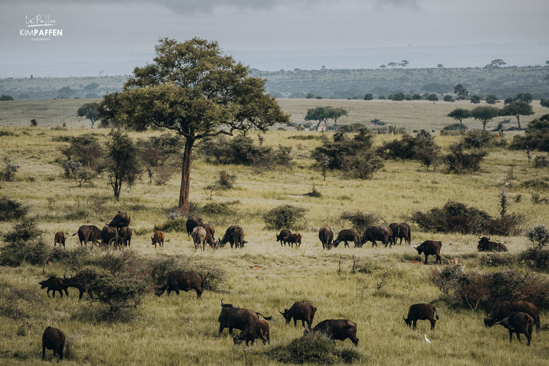 Buffaloes on game drive in Murchison Falls Uganda