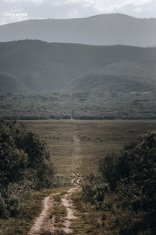 Chui Lodge Bush Walk