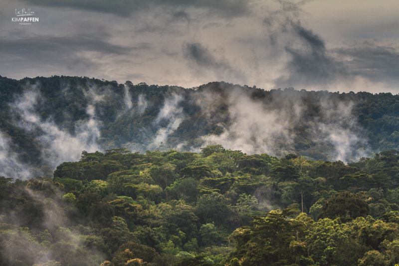 Bwindi Impenetrable Forest Uganda and its Gorillas in the mist