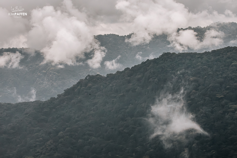 Bwindi National Park Nkuringo