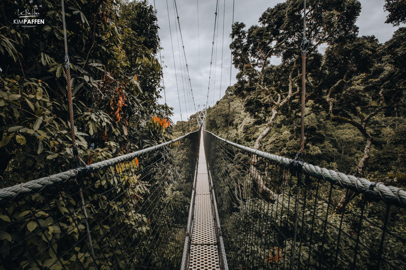 Canopy Walk Nyungwe Forest Rwanda