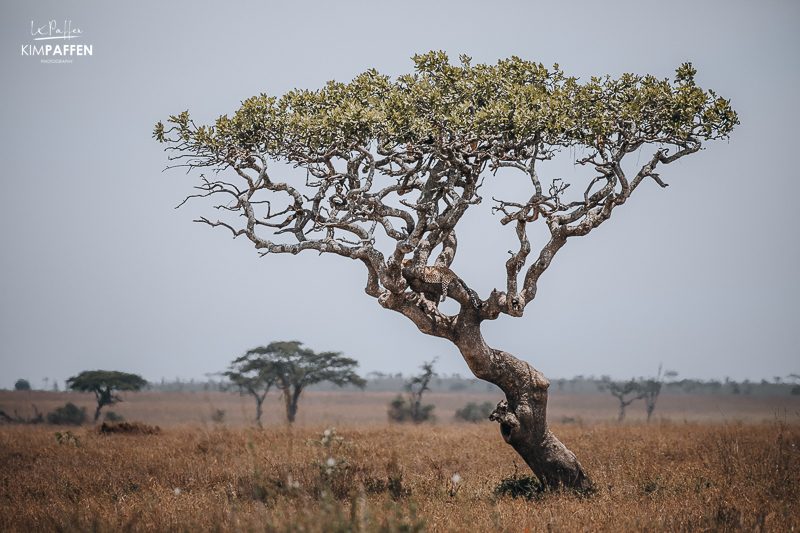 Leopard in Central Serengeti National Park