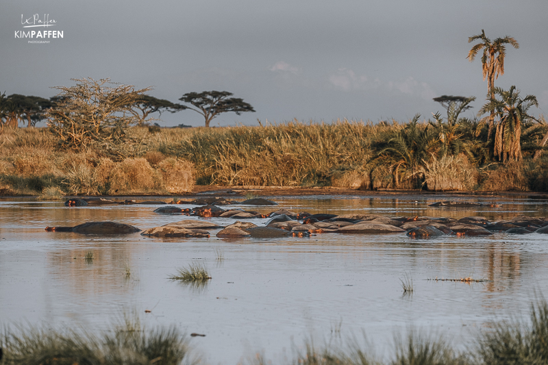 Central Serengeti Tanzania hippo viewing