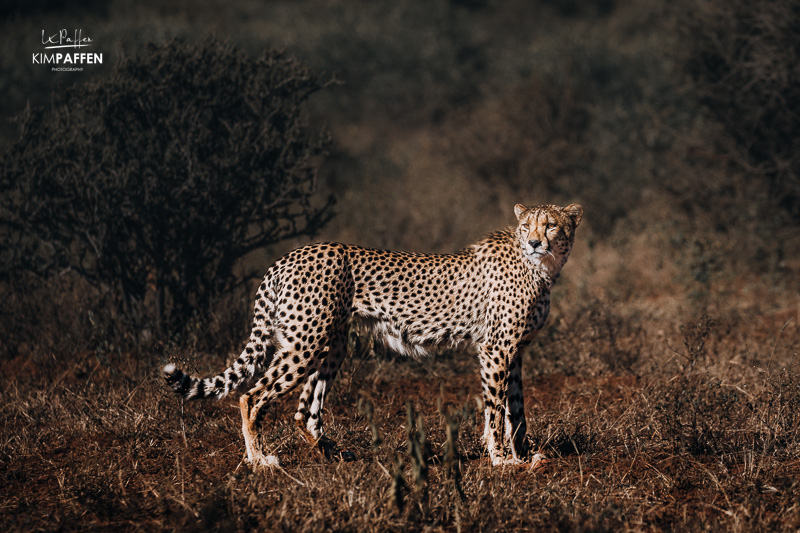 Cheetah Conservation Mapesu Game Reserve Limpopo Province