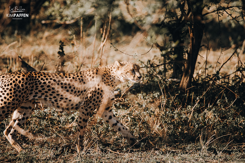 Cheetah at Pamoja Serengeti Camp Tanzania
