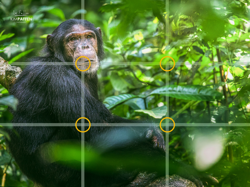 Rule of Thirds in photography composition applied on this chimpanzee photo in Uganda