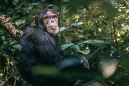 Chimpanzee Habituation Experience Uganda