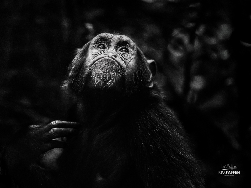 Chimpanzee Tracking in Uganda Africa